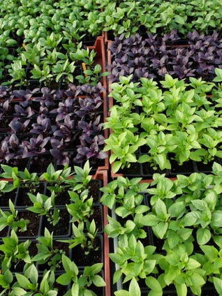 Plants de basiliques vertes et violettes